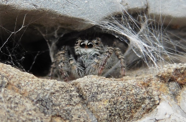 Philaeus chrysops, femmina in tana - Genova (GE)